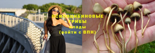 шишки Новокубанск