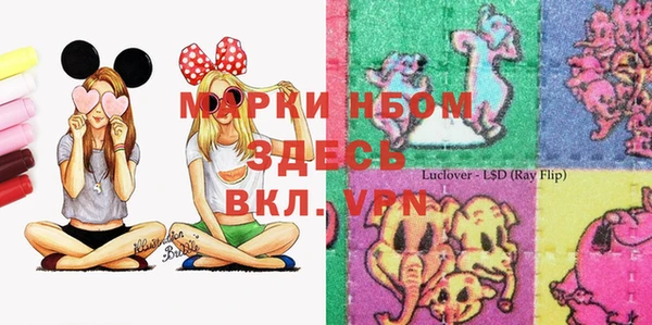 сатива Новозыбков