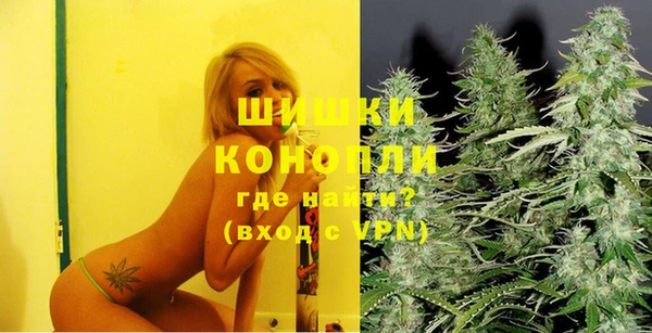 сатива Новозыбков