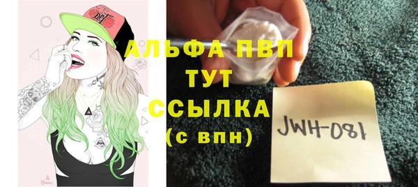 сатива Новозыбков