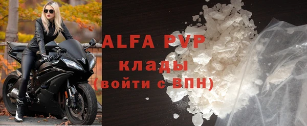 сатива Новозыбков